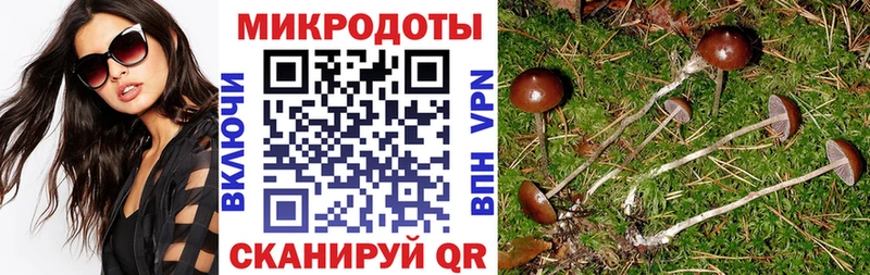 Псилоцибиновые грибы Psilocybine cubensis  Ипатово 